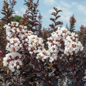 Liliac Indian – Lunar Magic Alb – Ghiveci 2L