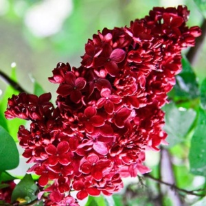 Liliac Rosu Double Syringa – Ghiveci 2L - înălțime la livrare 70-90cm - Aqua Flowers - Img 1