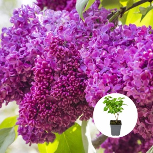 Liliac Syringa - Charles Joy - Ghiveci P9