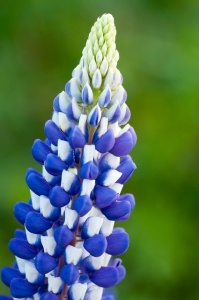 Lupinus - King Blue White – Pachet 1 Rădăcină - Img 4