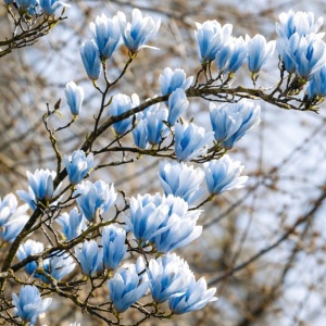 Magnolia Blue Opal - Ghiveci 3L - H 100 - 110 cm - Img 2