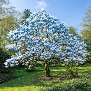 Magnolia Blue Opal - Ghiveci P9 - H 30 cm - Img 2