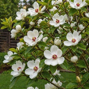 Magnolia Sieboldii - Ghiveci 3L - H 100 - 110 cm - Img 2