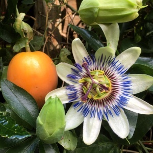 Maracuja Passiflora edulis - Floarea pasiunii (fructe comestibile) - Ghiveci H 70-90 cm - Img 2