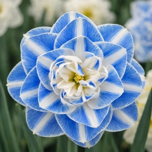 Narcise Duble - Blue Crystal Star – Pachet 3 bulbi