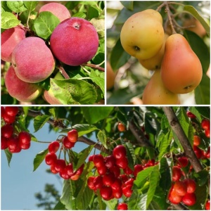 Pachet Promo 9 Pomi Fructiferi – 3 x Par Untoasa Hardy, 3 x Mar Red Melba, 3 x Visin Crisana - Radacina Ambalata