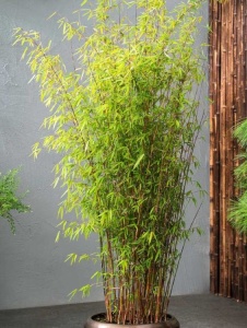 Plantă decorativă - Bambus de grădină - Ghiveci - Img 5