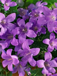 Plantă decorativă - Campanula - Floraria Aqua - Img 1