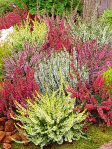 Plantă decorativă - Erica - Img 2