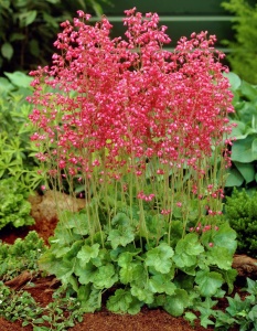 Plantă decorativă - Heuchera sanguinea "Fire Red" - Ghiveci P14 - Inaltime la livrare 20-30 cm - Aqua Flowers - Img 2