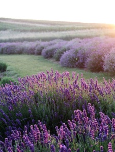 Plantă decorativă - Lavanda - Aqua Flowers - Img 4