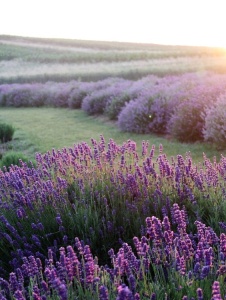 Plantă decorativă - Lavanda/Levantica - Pachet 1 rădăcină ambalată - Img 4