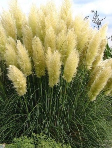 Plantă decorativă - Pampas