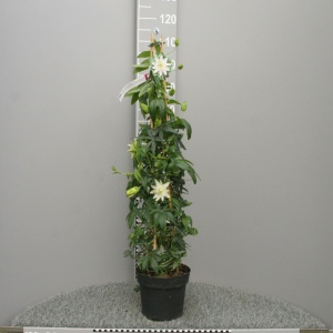 Plantă decorativă - Passiflora caerulea Constance Elliot - ghiveci 2L - Img 2