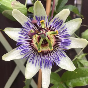 Plantă decorativă - Passiflora caerulea - ghiveci
