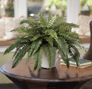 Plantă interior - Ferigă - Img 2