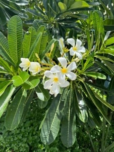 Plantă interior - Plumeria - Aqua Flowers - Img 5