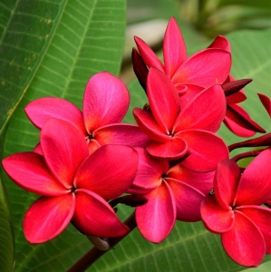 Plantă interior - Plumeria Rubra Red (Frangipani) – Plantă la ghiveci - Img 3