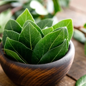 Plante aromatice - Dafin comestibil - Laurus Nobilis - Ghiveci - Img 2