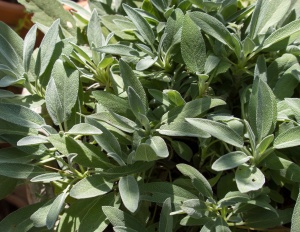 Plante aromatice - Salvie - Ghiveci - Aqua Flowers - Img 1