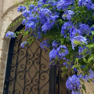 Plumbago – Floarea Dragostei – Azur – Plantă la ghiveci - Aqua Flowers - Img 3
