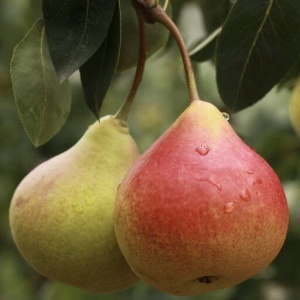 Pom fructifer-Par Favorita lui Clapp - Anul 2-3 - H 170-190 cm