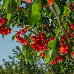 Pom fructifer-Vișin Crisana - Anul 2-3 - Rădăcină Ambalată - Img 2