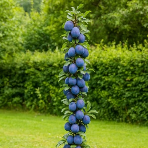 Prun Columnar Blue Sweet - Anul 2 - Rădăcină Ambalată