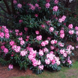 Rhododendron Dame Nellie Melba (roz) - Ghiveci 2L H 50 - 60 cm - Img 2