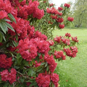 Rhododendron - Nova Zembla - Ghiveci 5L