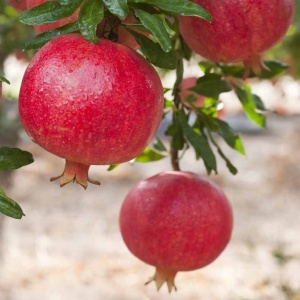 Rodiu Punica granatum – Ghiveci 2L - Img 4