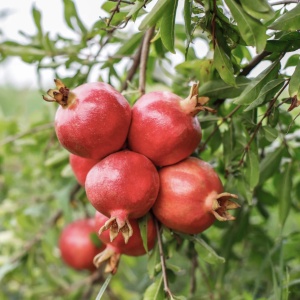 Rodiu Punica Granatum Acco - Anul 2-3 - Rădăcină Ambalată - Img 2