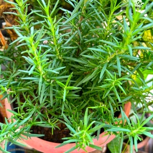 Rozmarin officinalis – Ghiveci P12 H 30 - 40 cm - Img 2