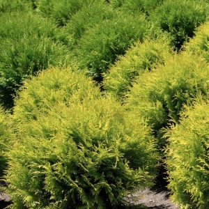 Thuja - Miriam Gold - ghiveci 2L