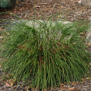 Thuja -Plicata whipecord - ghiveci 2L