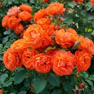 Trandafir Floribunda Parfumat Orange Zest- Radacina ambalata- Anul 2