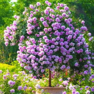 Trandafir Pomișor Plângător Lilac Dream – Rădăcină Ambalată, H 150-160 cm