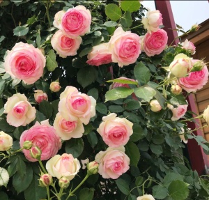 Trandafiri cățǎrători - Eden Rose - Ghiveci 2L - Aqua Flowers - Img 2