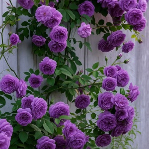 Trandafiri Căţărători Light Purple Parfumați – Rădăcină Ambalată