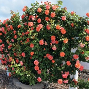 Trandafiri cățǎrători - Orange - Ghiveci 2L - Aqua Flowers - Img 3