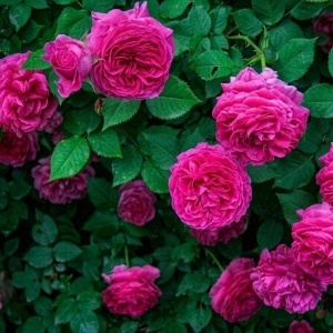 Trandafiri de Dulceata - Rose Rescht - Anul 3 - Radacina Ambalata