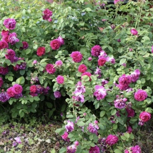 Trandafiri de Dulceata - Rose Rescht - Ghiveci 2L - Aqua Flowers - Img 3