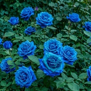 Trandafiri Floribunda - Blue Majesty - Radacina ambalata- Anul 2