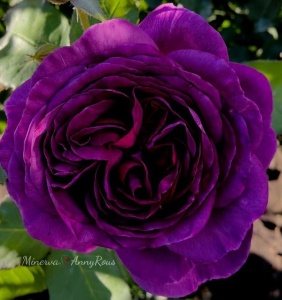 Trandafiri Floribunda - Minerva Fragrance- Ghiveci 3L - Aqua Flowers - Anul 3 - Img 3