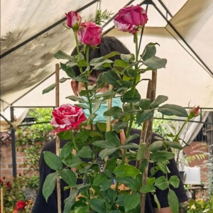 Trandafiri Pomisor - Aquarius Rose - Ghiveci 5L - Anul 2 - înălțime 140-160 cm la livrare - Aqua Flowers - Img 3