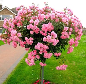 Trandafiri Pomisor - Pink Delight - Ghiveci 5L - H 150 - 160 cm