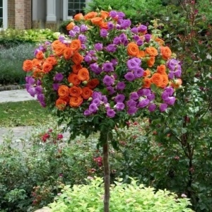 Trandafiri Pomişor - Twist of Magic - Ghiveci 5L - H 150 - 160 cm
