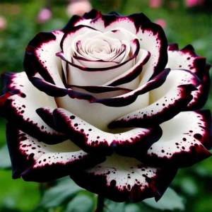 Trandafiri 'Rosa Garden' Hibrizi Bloody Innocence - Rădăcină ambalată