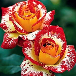 Trandafiri 'Rosa Garden' Hibrizi Crimson Dew - Rădăcină Ambalată Anul 2