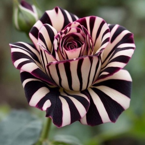 Trandafiri 'Rosa Garden' Hibrizi Crimson Zebra - Rădăcină ambalată